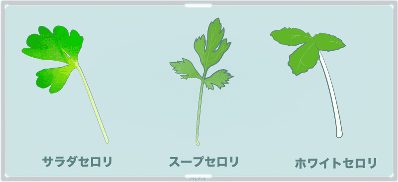 サラダセロリ(サラダセロリ―)」「スープセロリ」、「ホワイトセロリ」