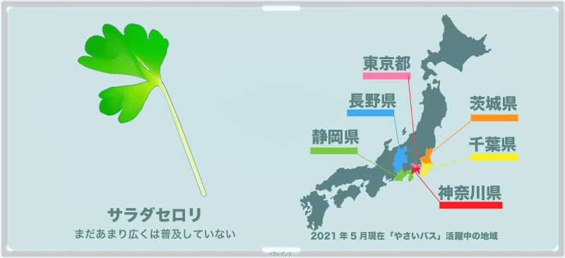 サラダセロリの野菜バスがある地域