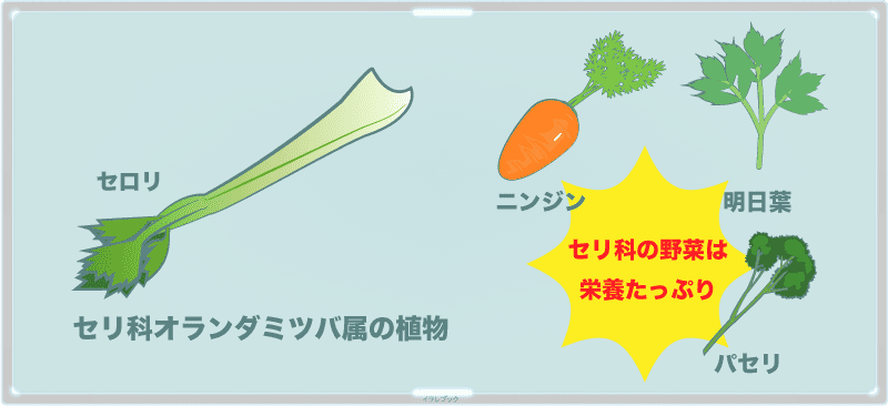 セロリはセリ科オランダミツバ属の植物