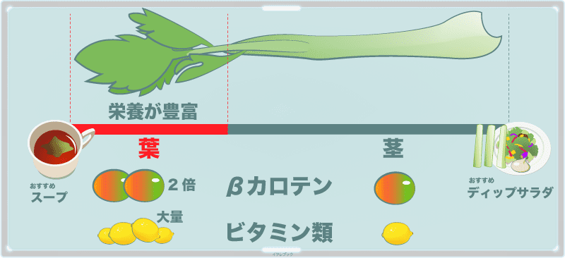 セロリの栄養は緑色が濃い部分の方が栄養素も豊富