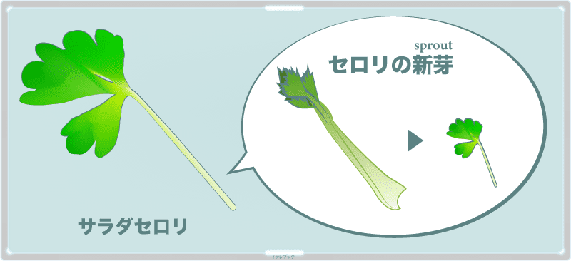 サラダセロリとはセロリのスプラウト(新芽)