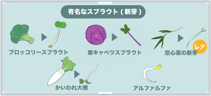 ブロッコリースプラウト、紫キャベツスプラウト、空心菜の新芽、かいわれ大根、アルファルファ