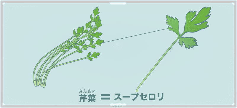 キンサイ(芹菜)がスープセロリ