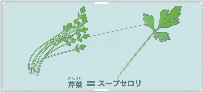 キンサイ（芹菜）がスープセロリ