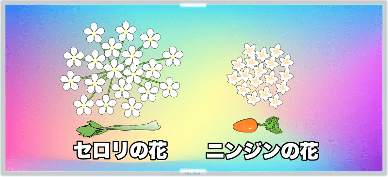 「セロリの花」セリ科の花はどれもそっくりで、小さな白い花が集まって、小ぶりなあじさいのような見た目