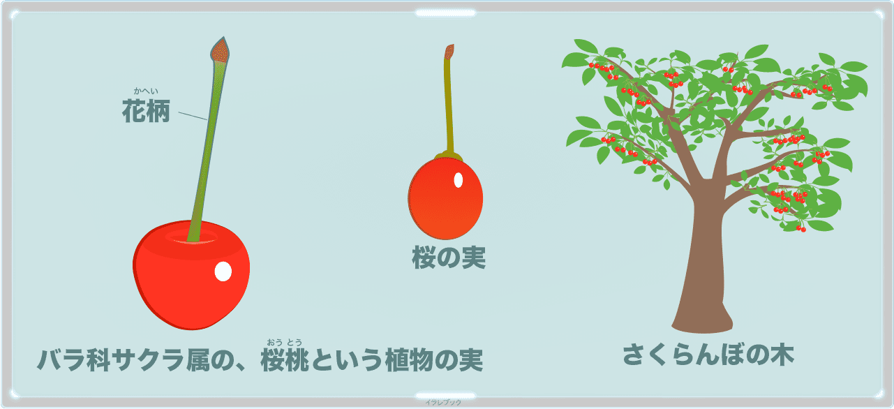さくらんぼの木 バラ科サクラ属の、桜桃という植物の実