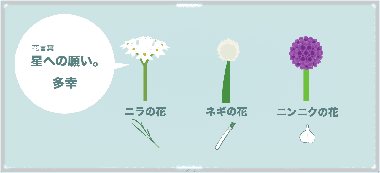 ニラの花