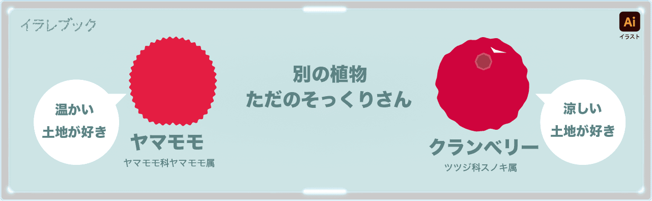 コケモモとヤマモモの違い