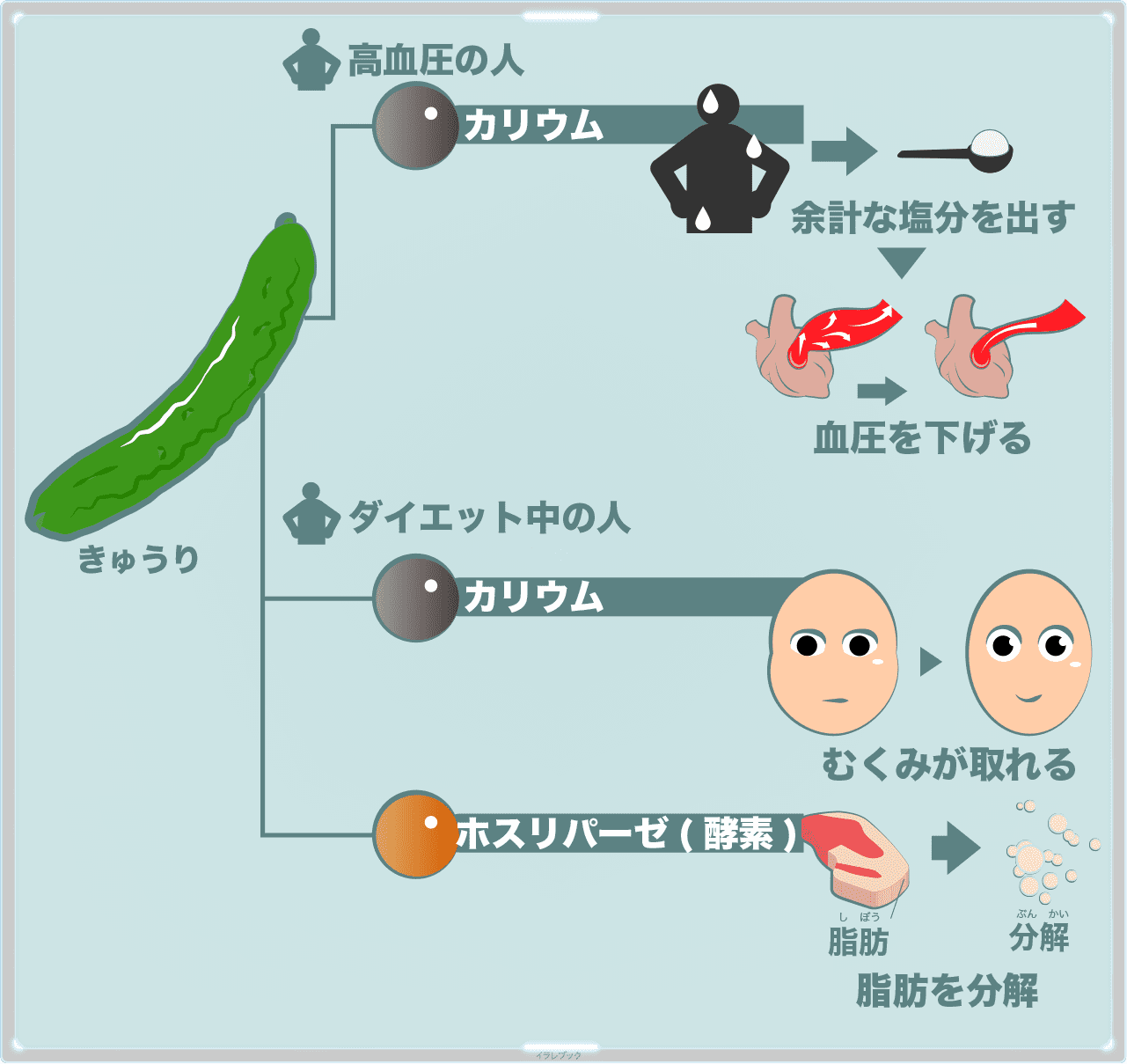 きゅうり