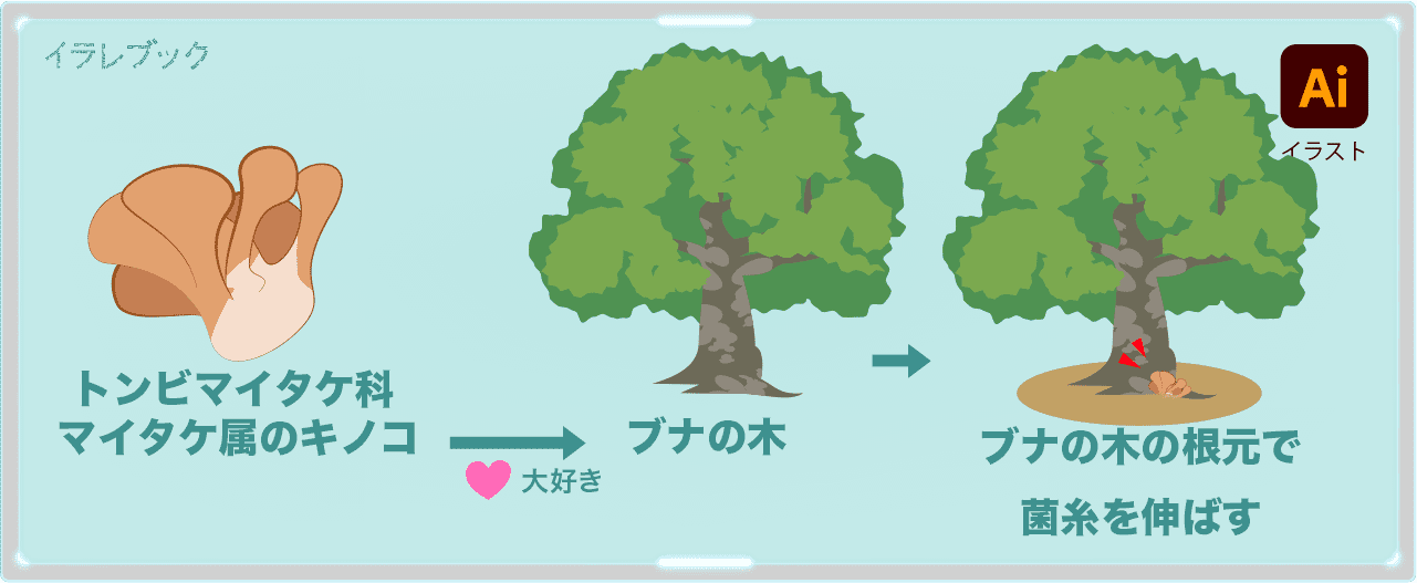 舞茸は、トンビマイタケ科マイタケ属のキノコ