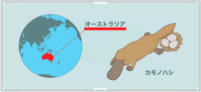 オーストラリアの川で暮らすカモノハシ