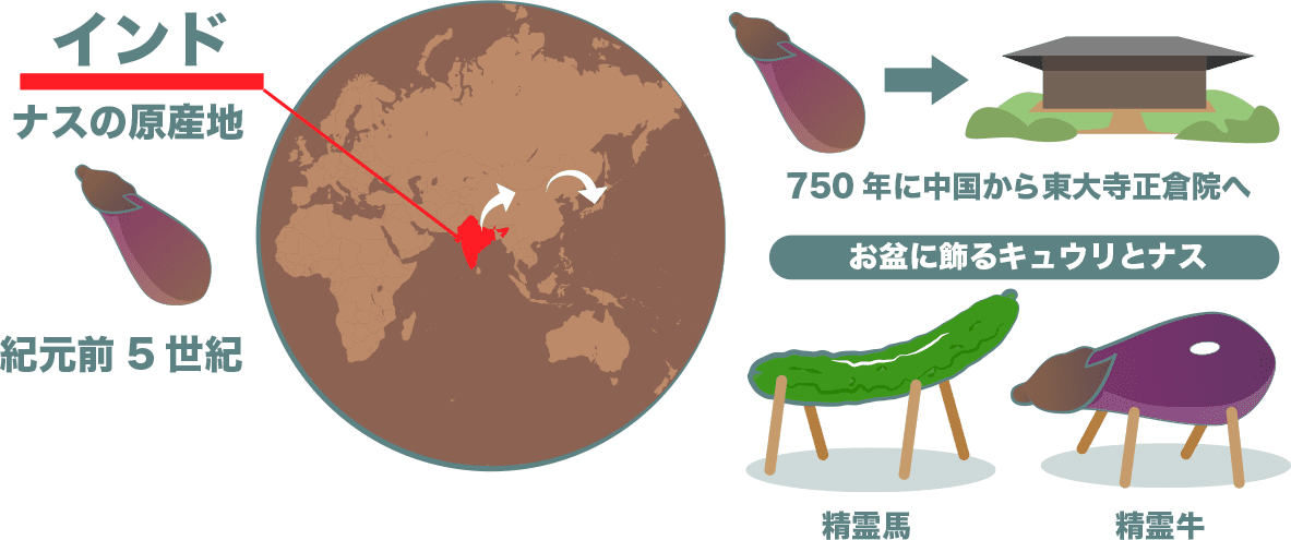 インドが原産地。お盆に飾るキュウリ(精霊馬)とナス(精霊牛)