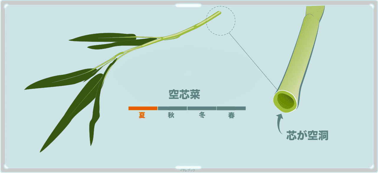 空芯菜とは