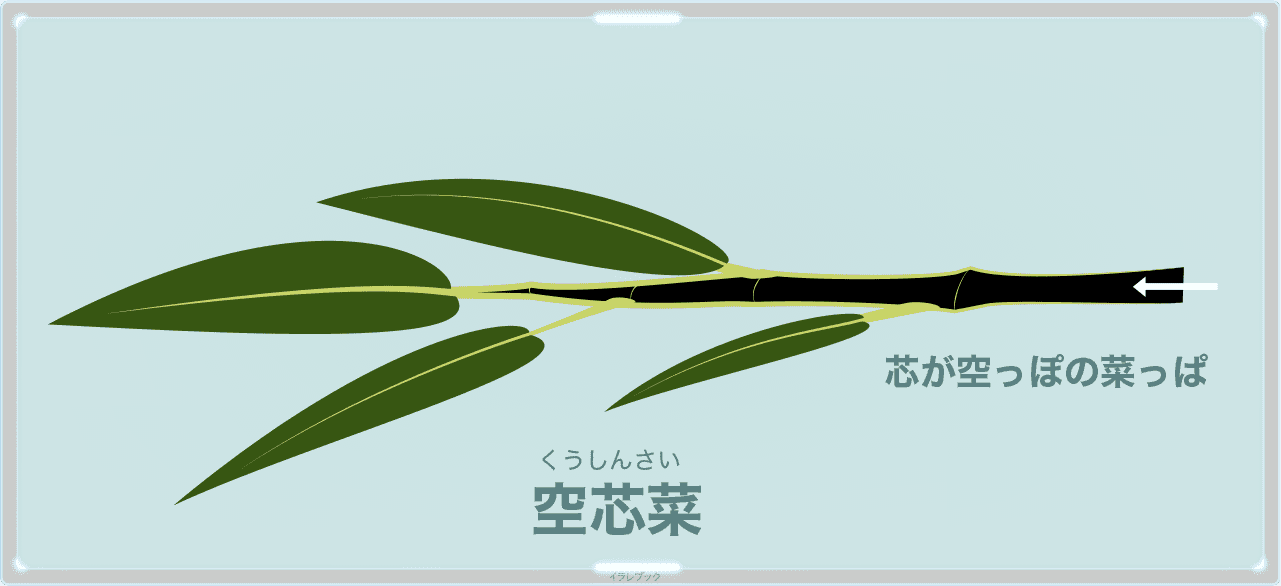 空芯菜の新芽の名前の由来