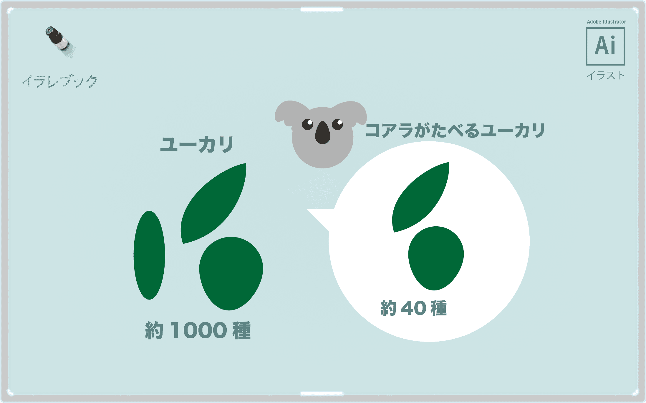 ユーカリの種類は約1000、そのうちコアラが食べるのは約40種類