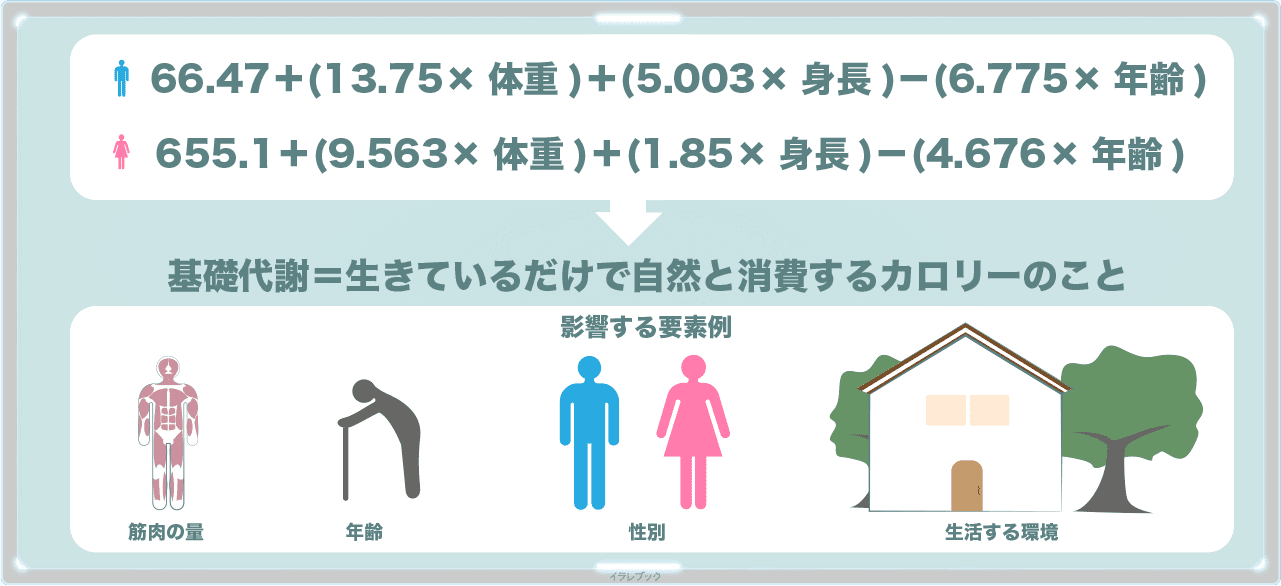 基礎代謝の計算式と影響する要素