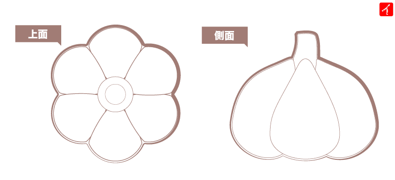 にんにくの図面