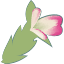 生姜の花