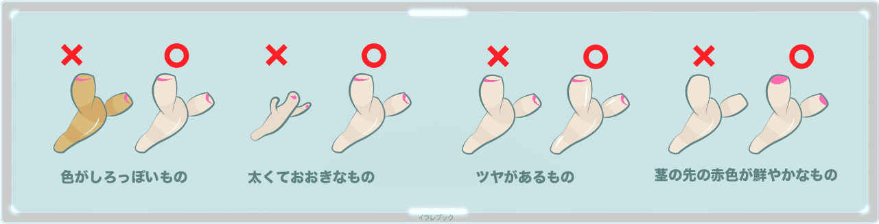 美味しい新生姜の選び方