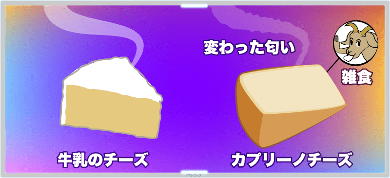 シェーブルチーズとカプリーノチーズは、牛乳のチーズと比べてみると何となく変わった匂いがする。ヤギが牛より雑食だから