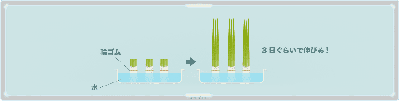 ネギは使ったら根っこを水浸せば三日で伸びてくる！