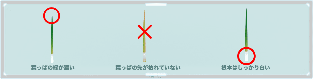 ネギは葉っぱの緑が濃いもの,先が枯れていないもの、根本はしっかり白いものを選ぶ