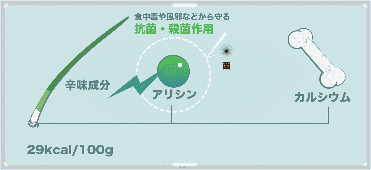 ネギには辛み成分である防菌効果があるアリシンとカルシウムが豊富に含まれている。