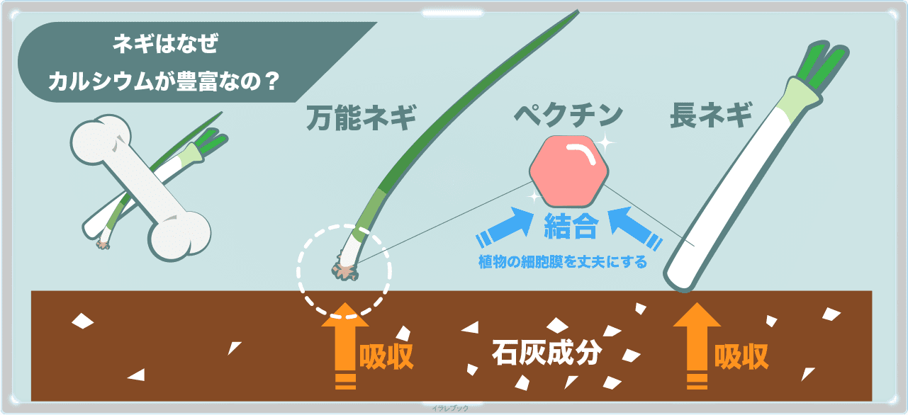 ネギのカルシウムが豊富な理由は、土の中にある石灰成分を吸収しているから。それをペクチンと結合することによって細胞を丈夫にしている