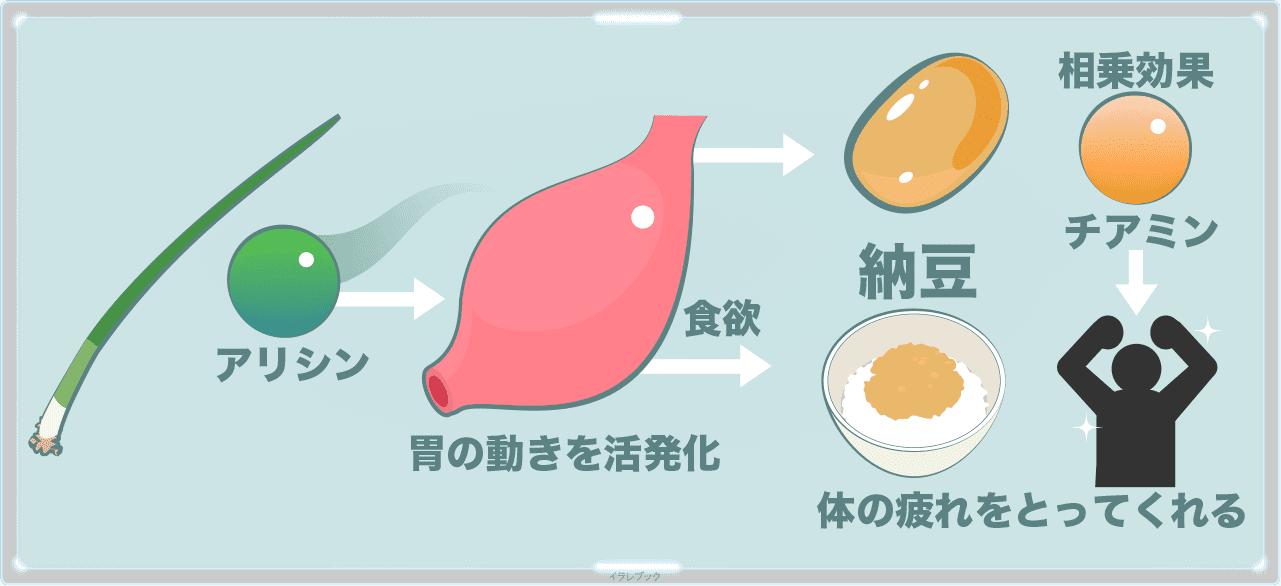 ネギのアリシン効果で胃を活発化して食欲アップ!納豆と食べるとチアミンとの相乗効果で体の疲れをとってくれる