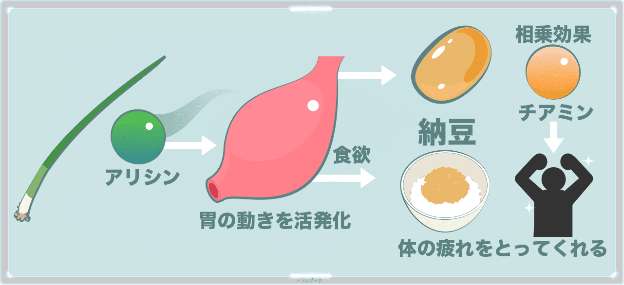 ネギのアリシン効果で胃を活発化して食欲アップ！納豆と食べるとチアミンとの相乗効果で体の疲れをとってくれる