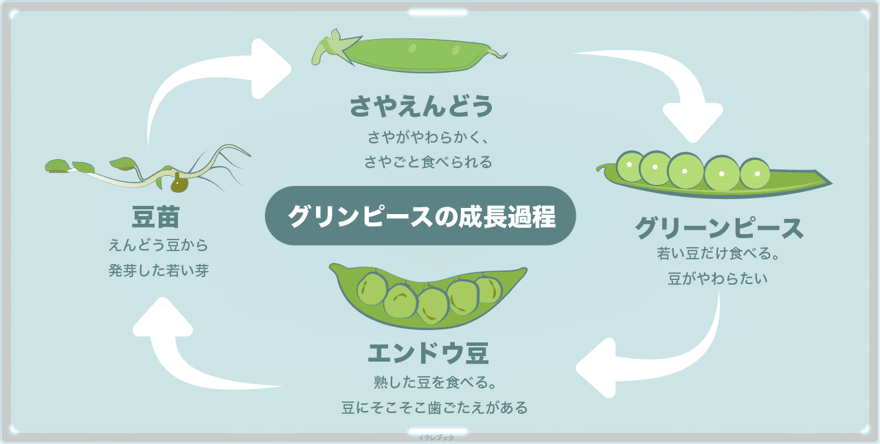 グリンピースの成長過程