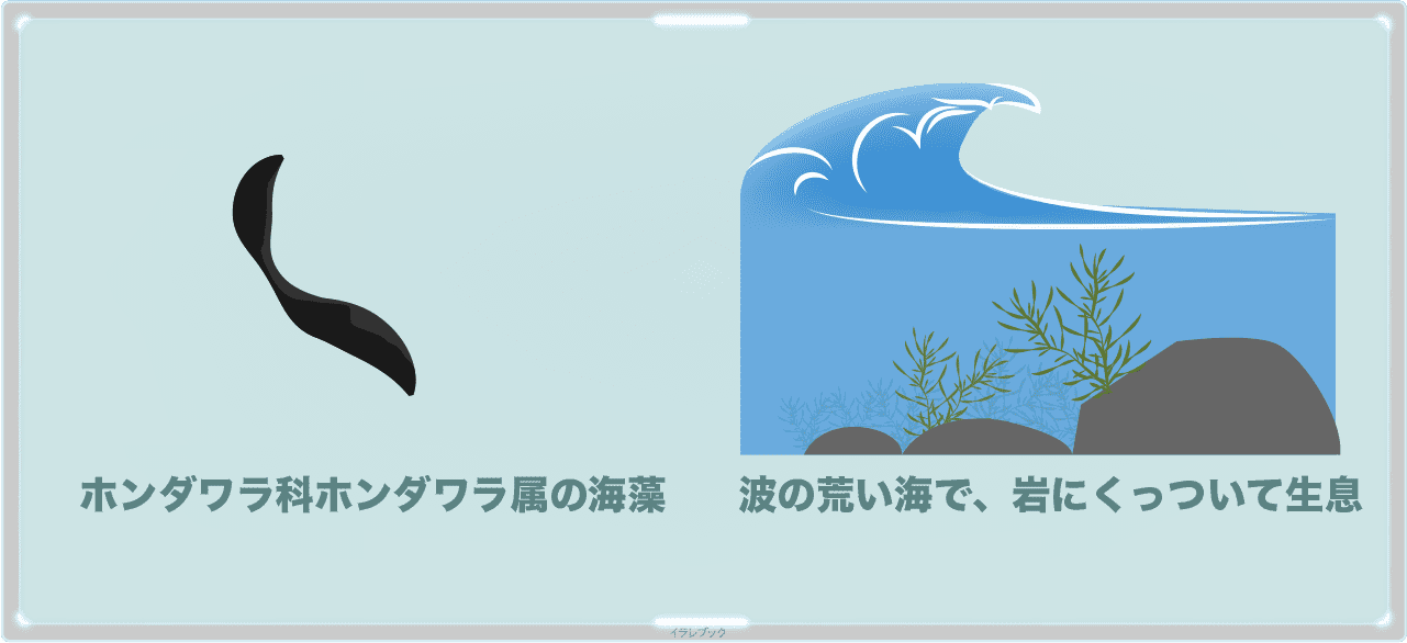 ホンダワラ科ホンダワラ属の海藻で波の荒い海で岩にくっついて生息