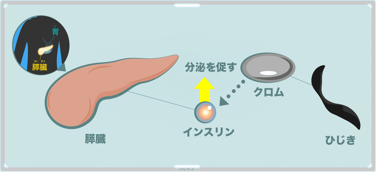 ひじきのクロムが膵臓のインスリン分泌を促す効果がある