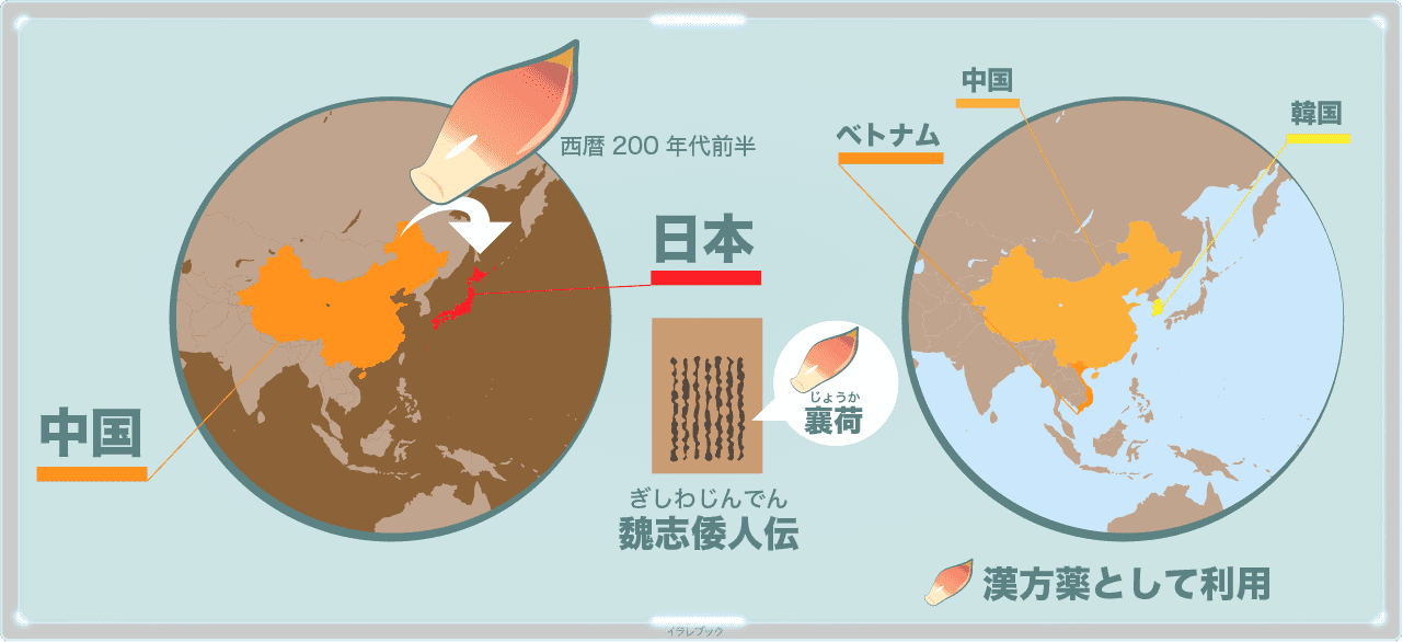 茗荷の歴史