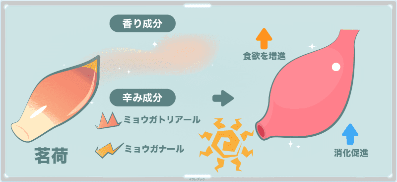 荷の香りと辛味成分には、食欲を増進させる効果と、消化促進の効果もある