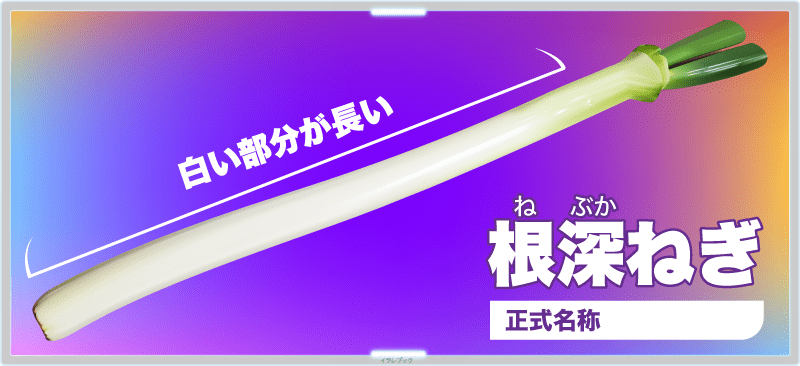 根深ねぎは、白い部分が長い