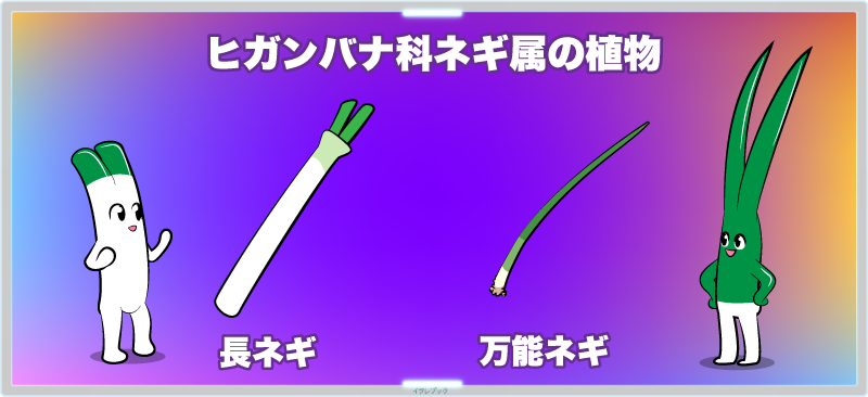 長ネギと万能ネギは、ヒガンバナ科ネギ属の植物