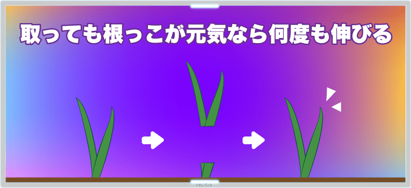 ネギは、1回刈り取っても根っこが元気なら何度も伸びて、繰り返し収穫できる