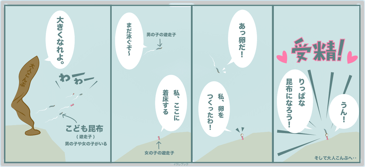 昆布の受精。昆布が大人になるまで