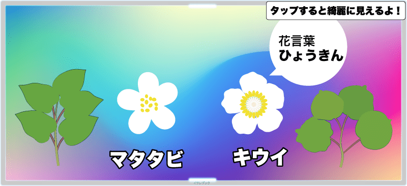 キウイとマタタビは花が似ている