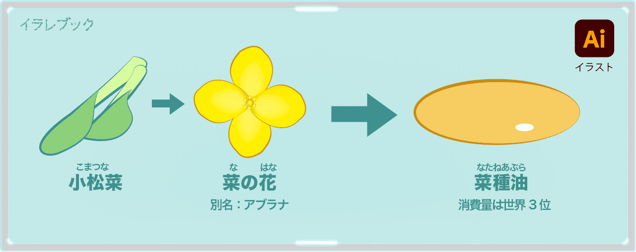 特徴、菜の花が咲く野菜。そしてそこから菜種油がとれる