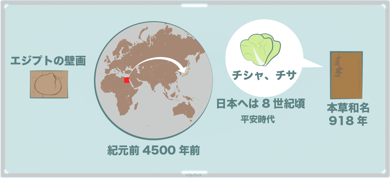 レタスは、紀元前4500年前にエジプトで壁画にも登場する。日本へは平安時代。チシャ、チサと呼ばれていた。本草和名でも紹介