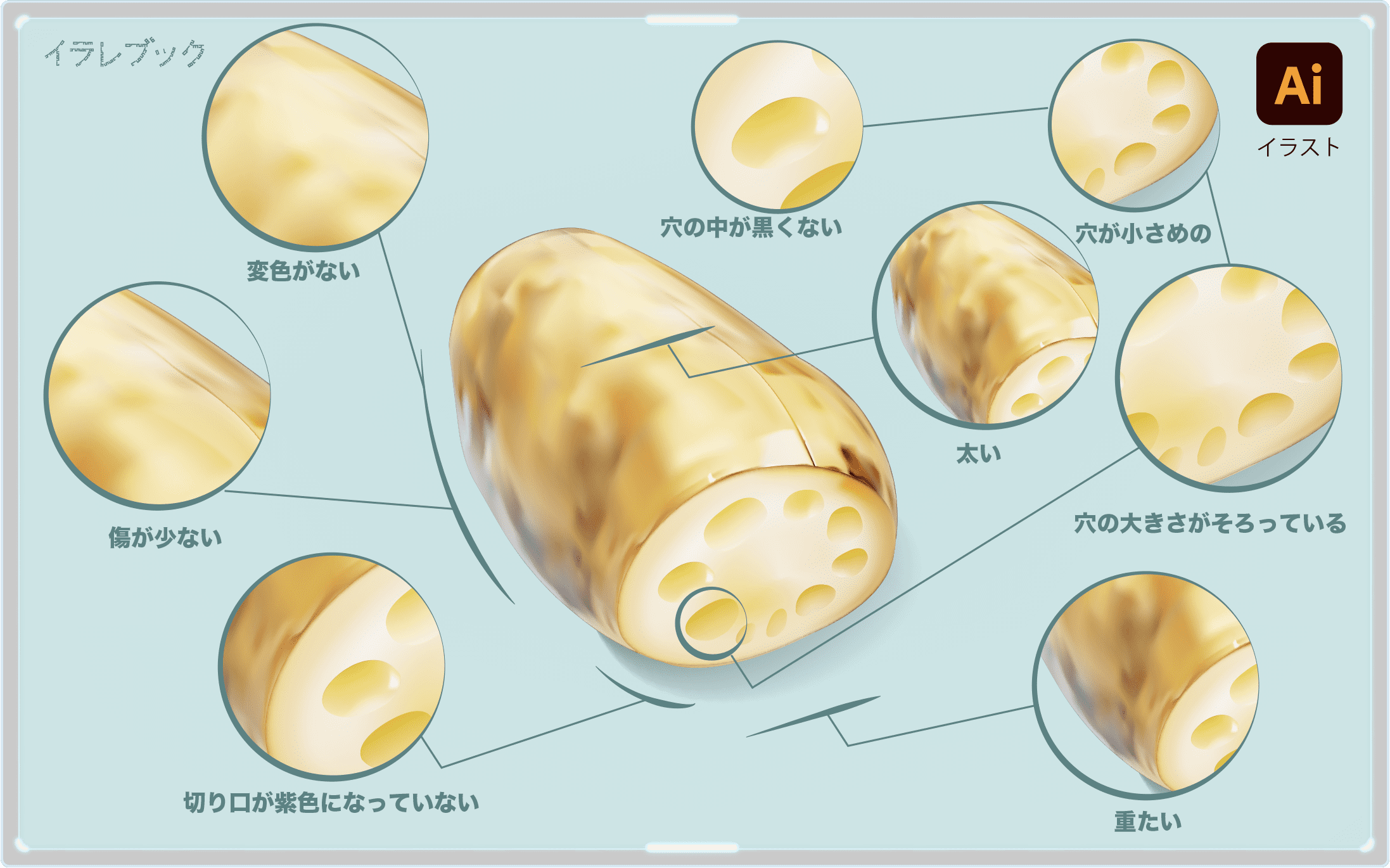 美味しいレンコンの選び方のポイント