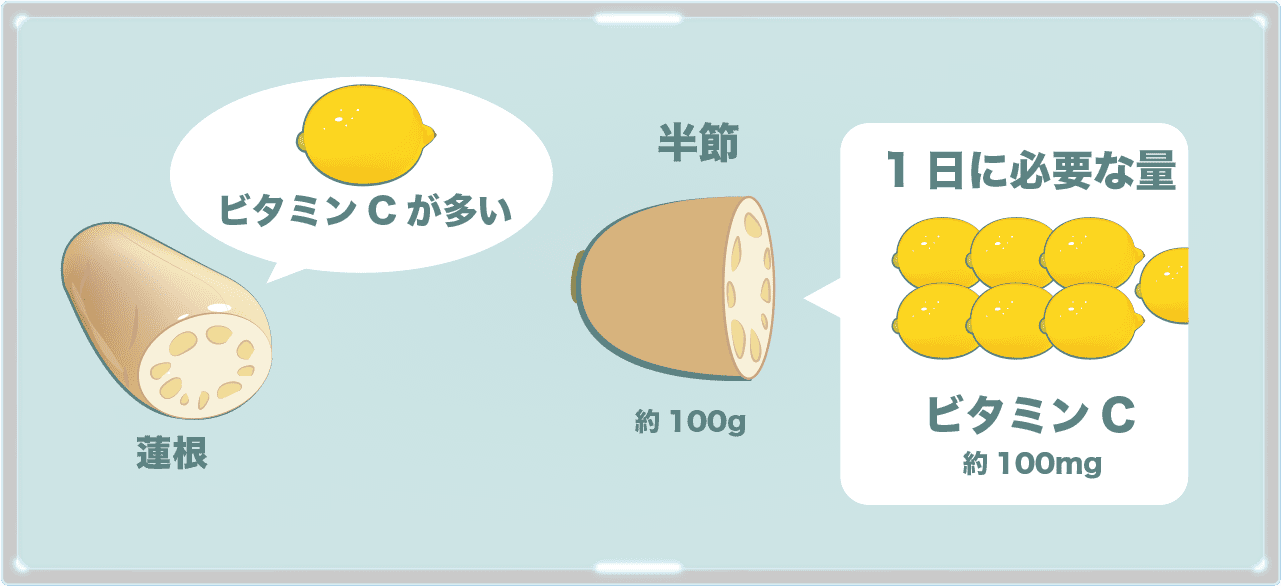 レンコンの栄養の特徴はビタミンCの多さ。半節で1日に必要なビタミンCがとれてしまう