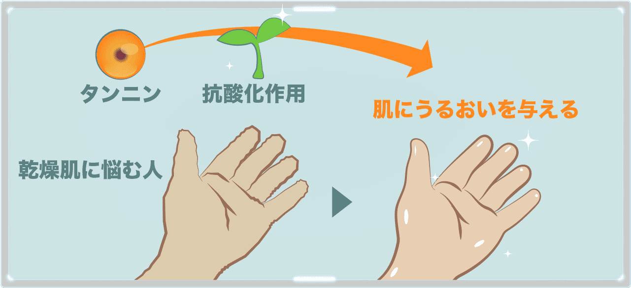 レンコンにあるタンニンの抗酸化作用で肌を若く保ち、ムチンで水分を逃さず肌に潤いを与える