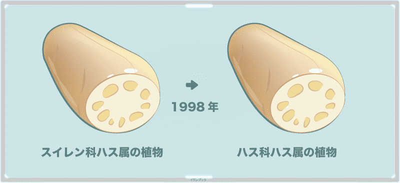 蓮根は、ハス科ハス属の植物