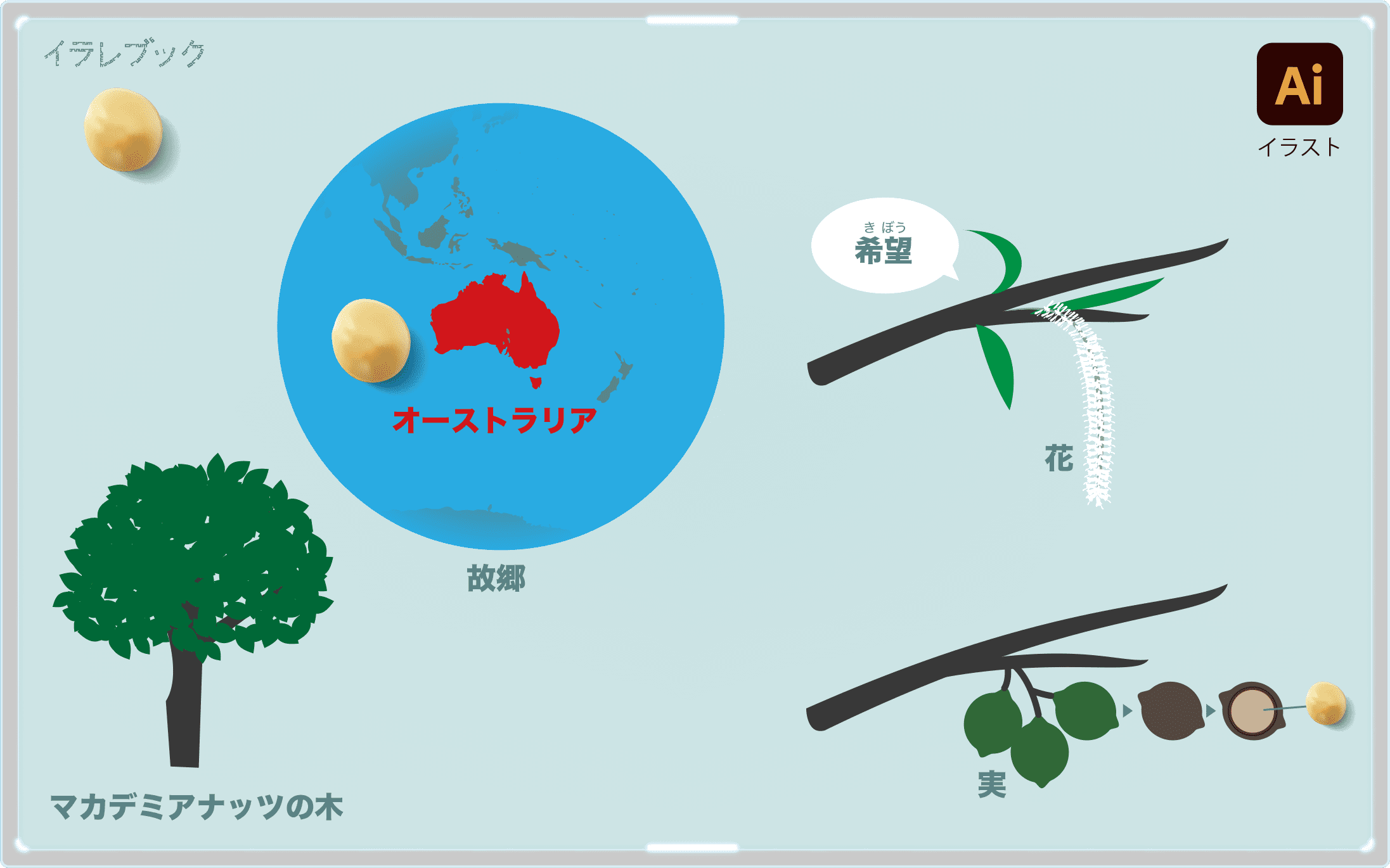 マカデミアナッツ イラスト マカデミアナッツのサイクル 栄養 歴史 食べる以外の使い道 Macadamianut