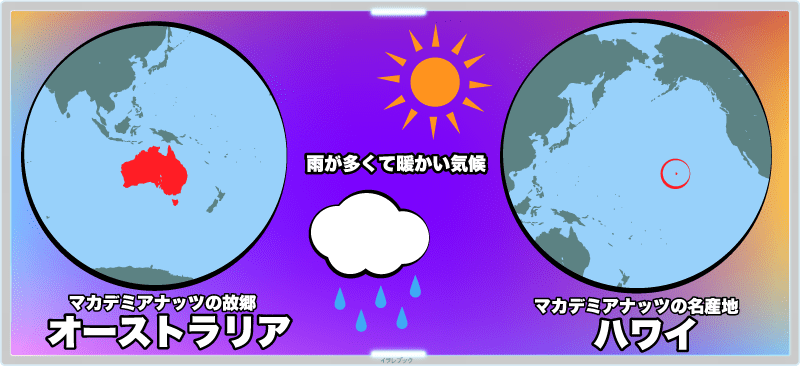 マカデミアナッツの故郷であるオーストラリアも、 マカデミアナッツの名産地になったハワイ