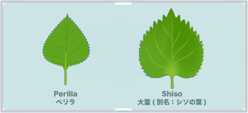 Perilla(ぺリラ)と大葉(シソの葉)
