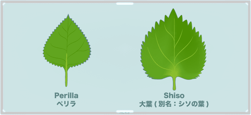 Perilla（ぺリラ）と大葉(シソの葉)